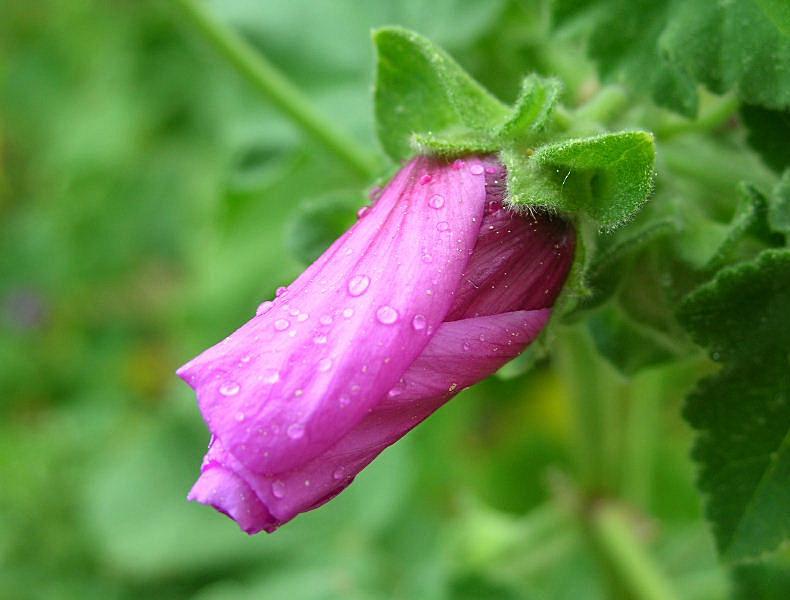 Malva arborea / Malvone maggiore